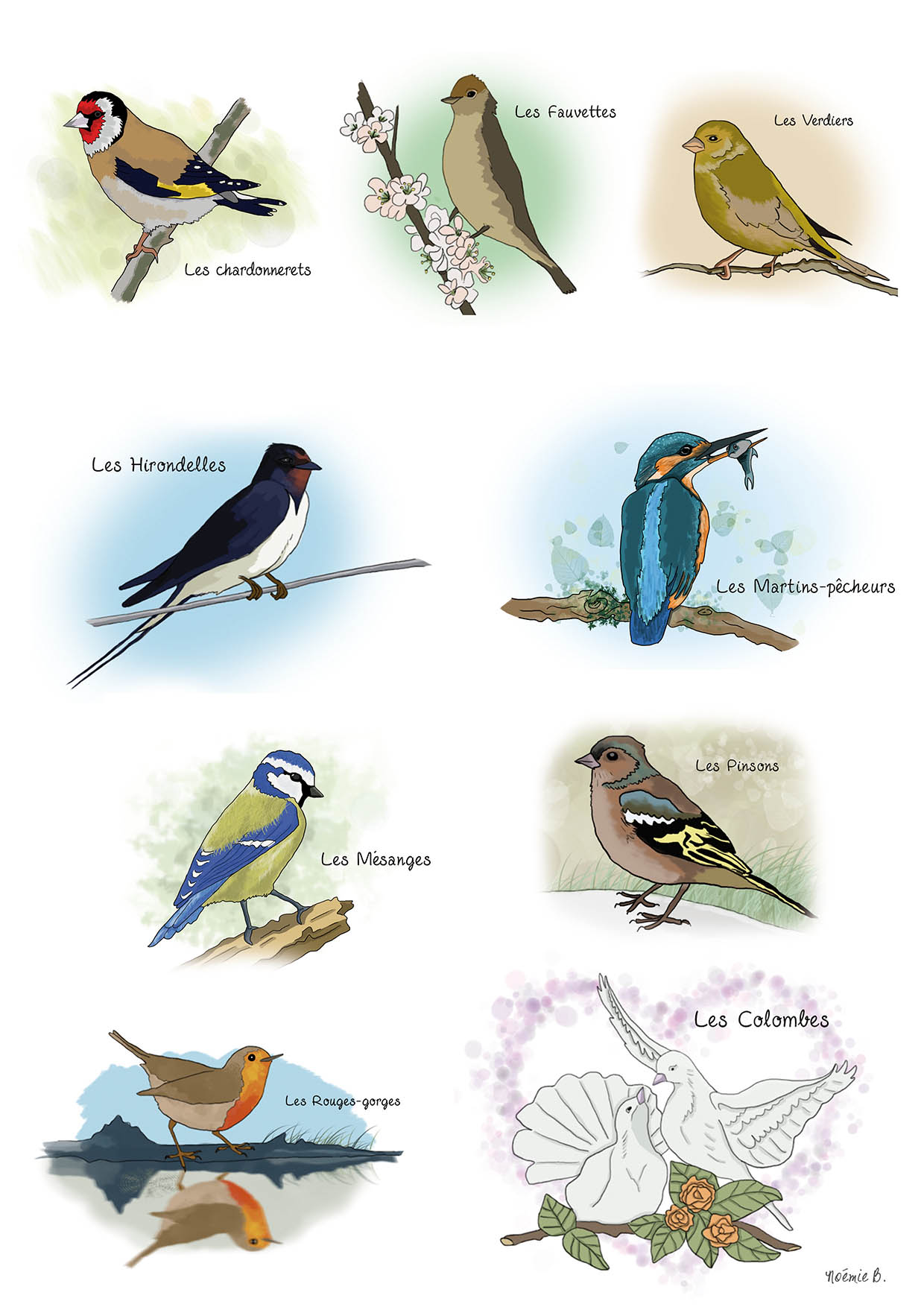 illustrations-oiseaux
